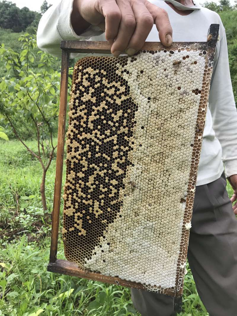 非法从美国进口的土蜂蜜受铅污染，抗生素